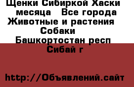 Щенки Сибиркой Хаски 2 месяца - Все города Животные и растения » Собаки   . Башкортостан респ.,Сибай г.